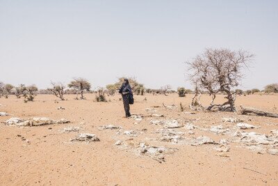 Mareya Ibrahim, stands among the carcasses of her livestock. Of the 50 animals she owned, she now has seven remaining. 